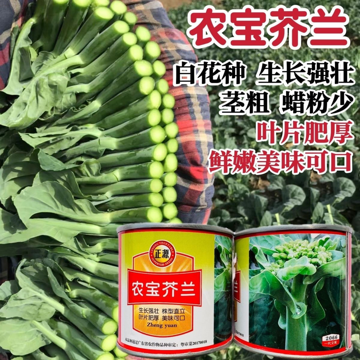 广东白花芥兰菜种子正源高产利宝芥兰种子蜡粉少耐热好吃抗病蔬菜