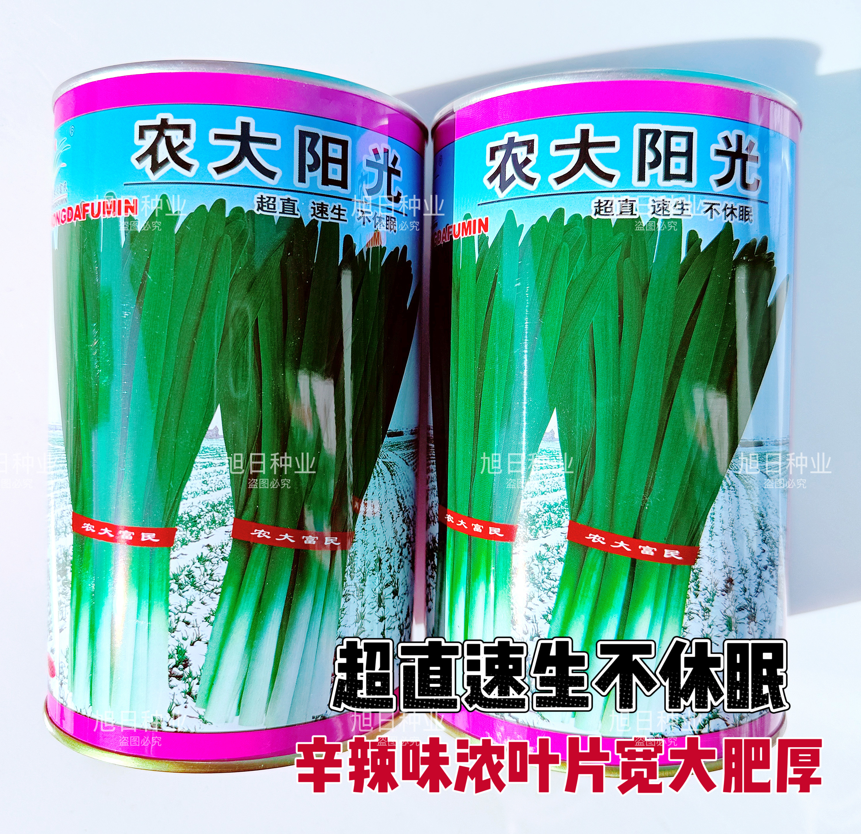 农大阳光韭菜种子籽宽叶超直速生青韭菜白根不休眠辛辣味浓春秋季