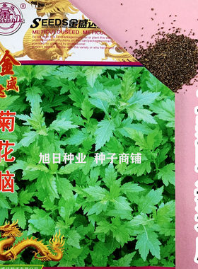 蔬菜南京种子多年生宿根菊花叶
