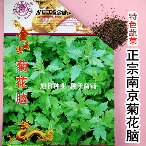 蔬菜南京种子多年生宿根菊花叶
