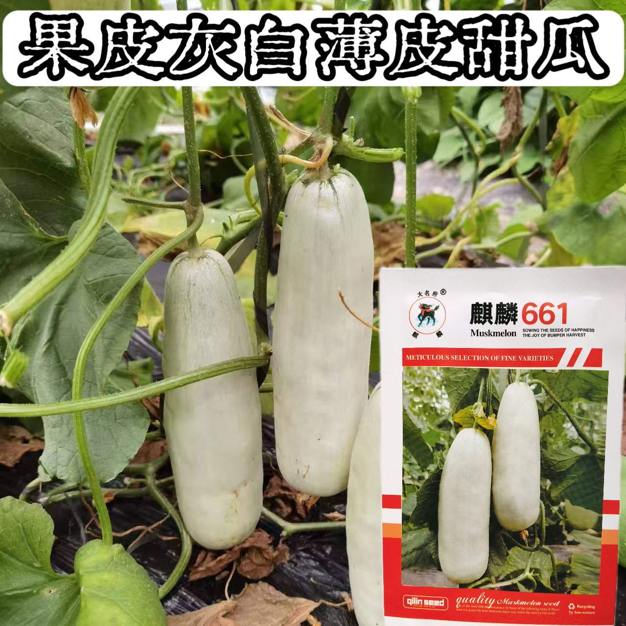 麒麟661薄皮甜瓜种子灰白皮羊角蜜果肉黄绿口感酥脆超甜香瓜种籽