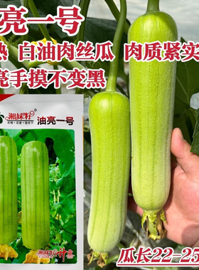 湘妹籽油亮一号丝瓜种子白绿色早熟种籽短棒油亮 白油肉丝瓜种子