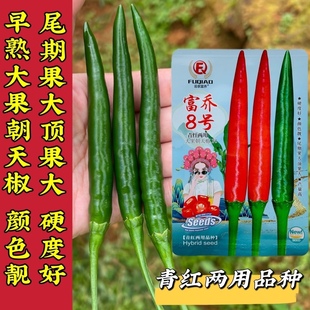 富生8号大果朝天椒种子早熟抗病高产青红两用泰国新品种辣椒种籽