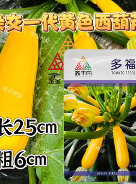 多福西葫芦种子果实金黄色大田基地种植速生长西葫芦种子高产抗病