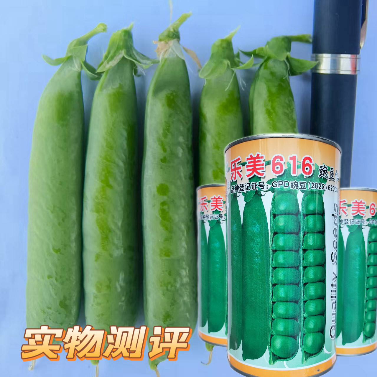 乐美616长寿仁豌豆种籽高产抗病春秋播大荚荷兰豆水果豌豆种子孑