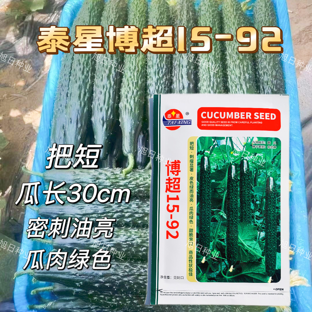 泰星博超15-92黄瓜种籽强雌油亮高产抗病毒短把密刺耐热秋季黄瓜