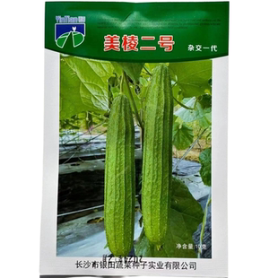 银田美棱二号棱角丝瓜种子杂交花点棱角丝瓜口感清甜春秋蔬菜种孑