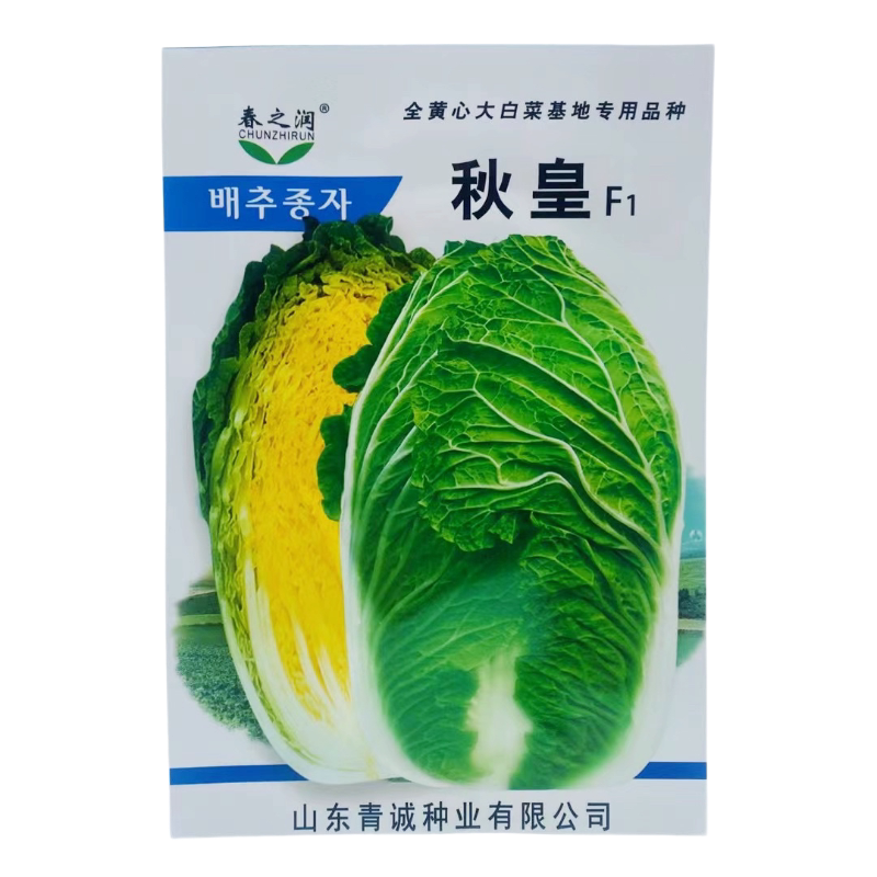 山东秋皇大白菜种子孑杂交一代结球全黄心白菜籽早熟70天可做泡菜