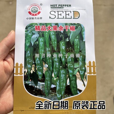 苏润大果余干椒香辣小辣椒种