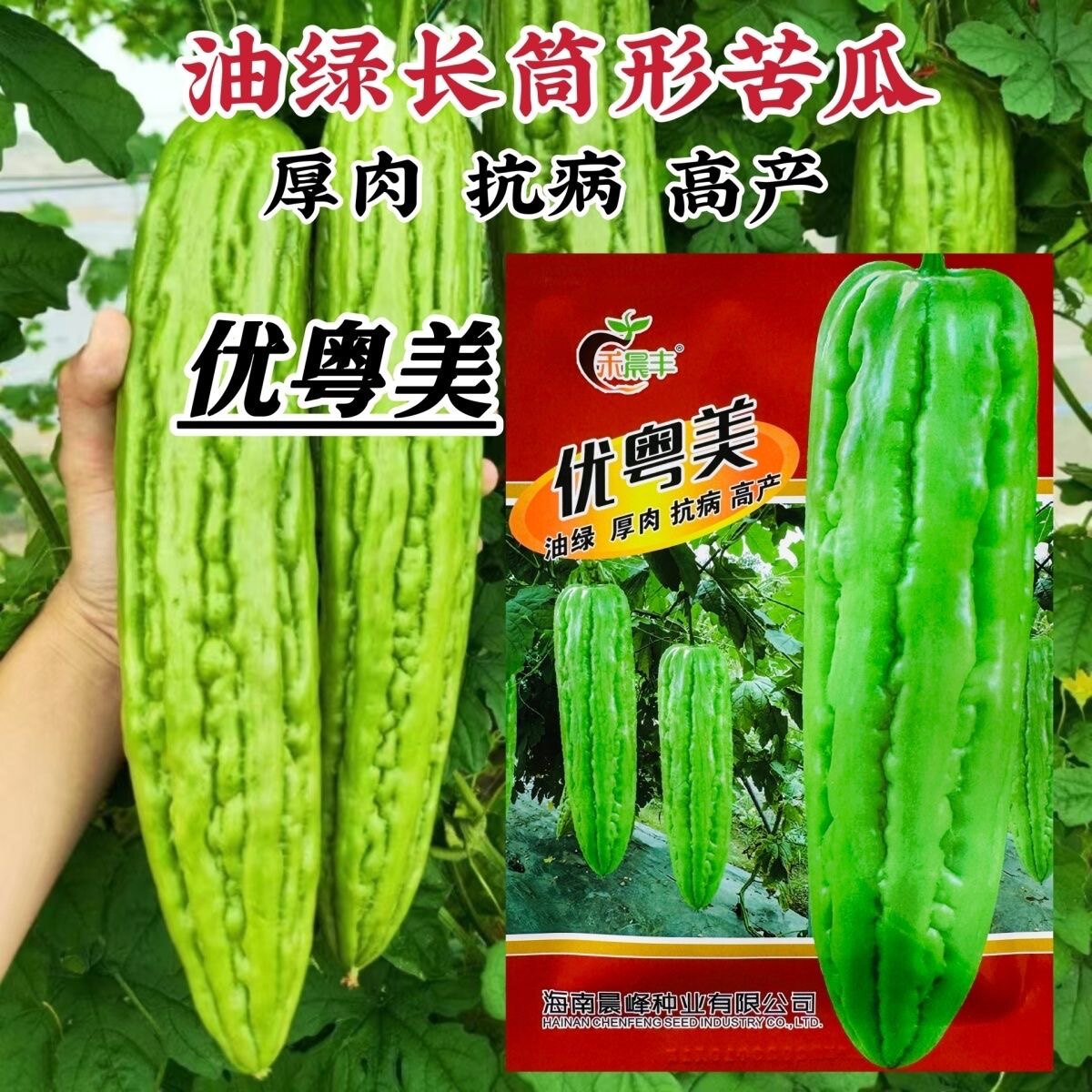 优粤美苦瓜种子抗病高产