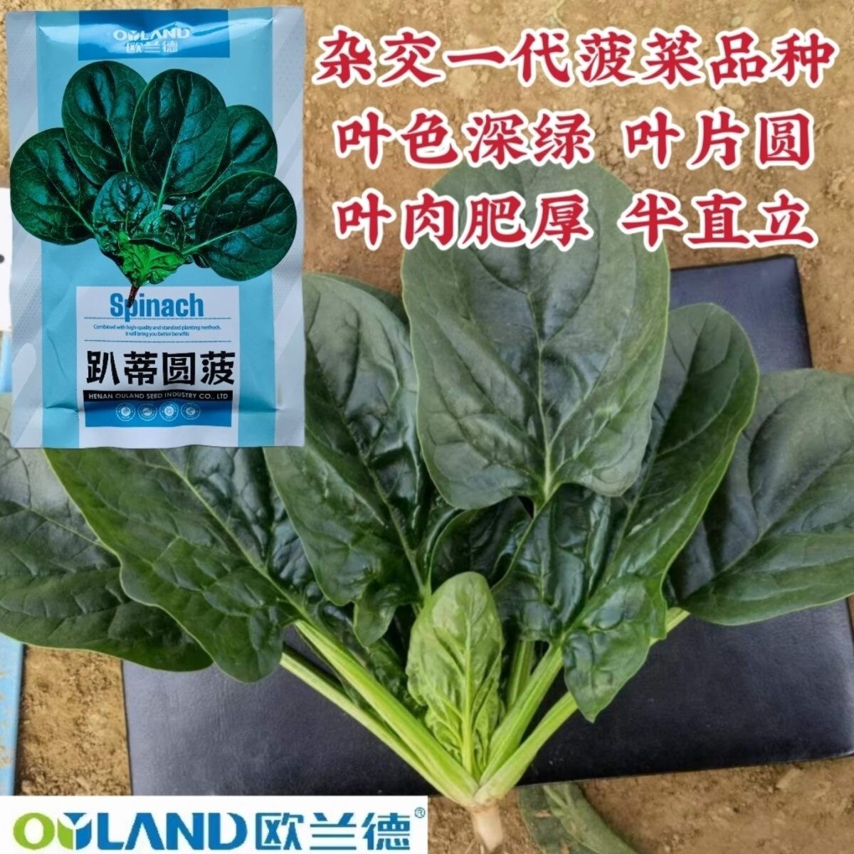 欧兰德菠菜种子趴蒂圆菠圆叶菠菜种籽叶肉肥厚叶色深绿春秋冬菜籽 - 实物图
