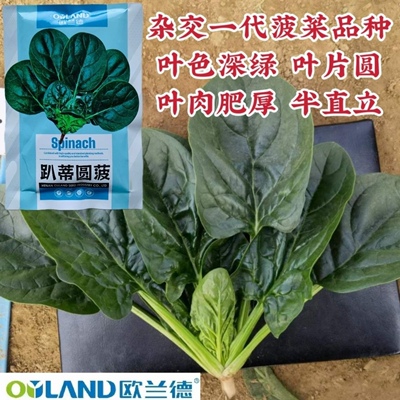欧兰德菠菜种子趴蒂圆菠圆叶菠菜种籽叶肉肥厚叶色深绿春秋冬菜籽