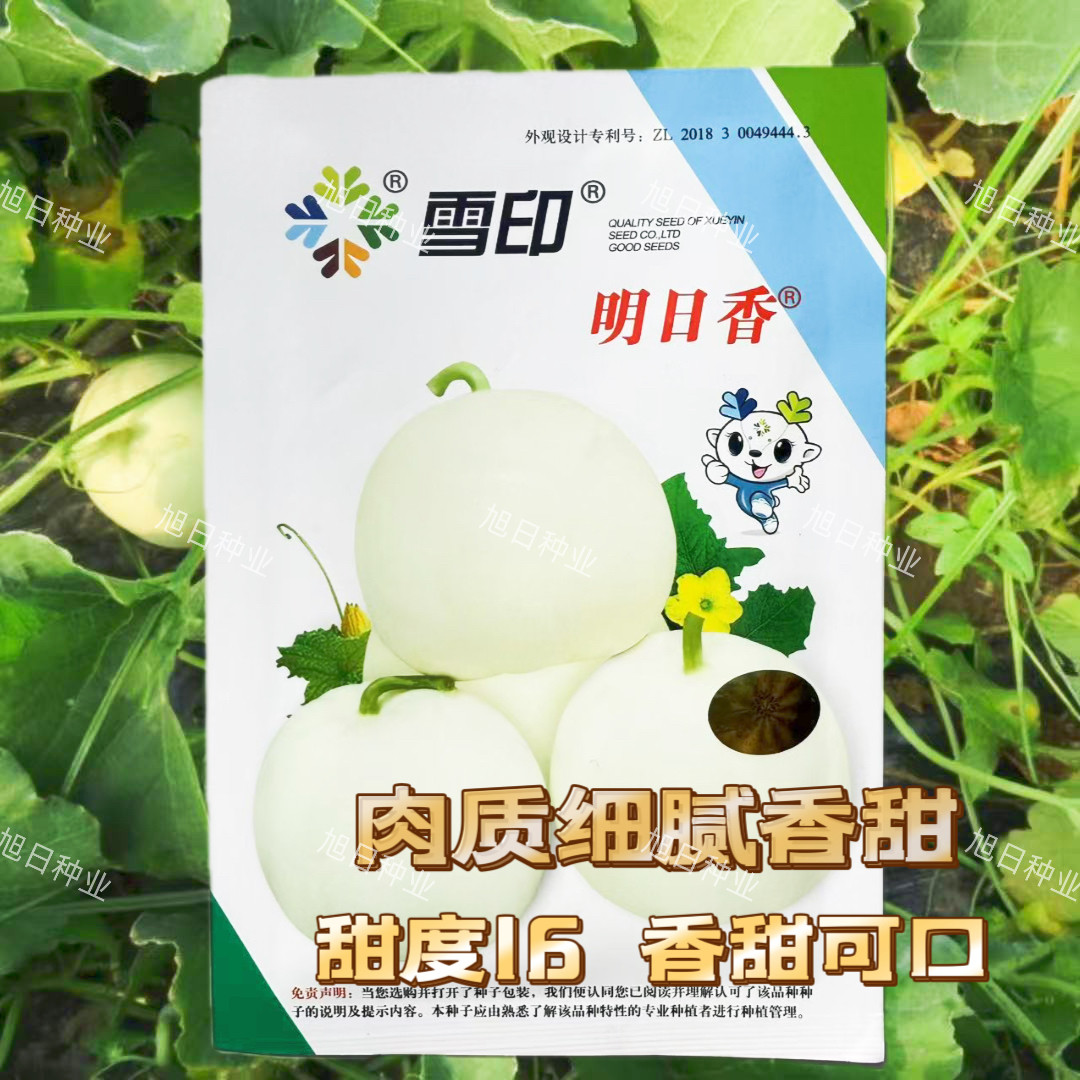 雪印明日香甜瓜种籽白皮白肉薄皮梨形香瓜种子香甜可口细腻糖度高