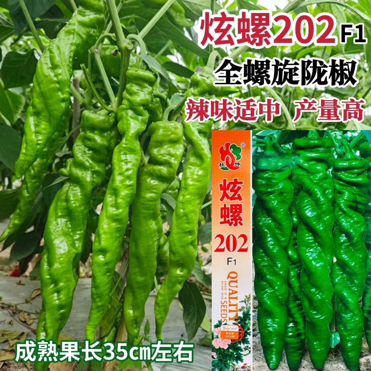 炫螺202全螺旋陇椒种子一代杂交螺丝椒种子辣味适中产量高辣椒种