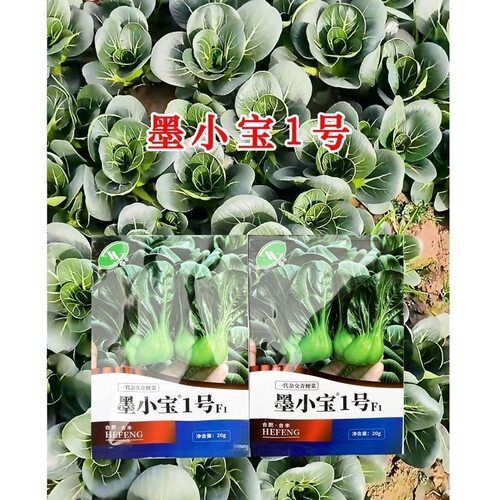 墨小宝青仔1号青菜种子黑叶青梗菜籽小青仔矮脚小棵型苏州青菜籽