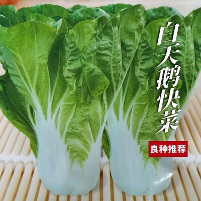 申荣白天鹅青菜种子四季速生奶油快菜耐热小白菜蔬菜种籽