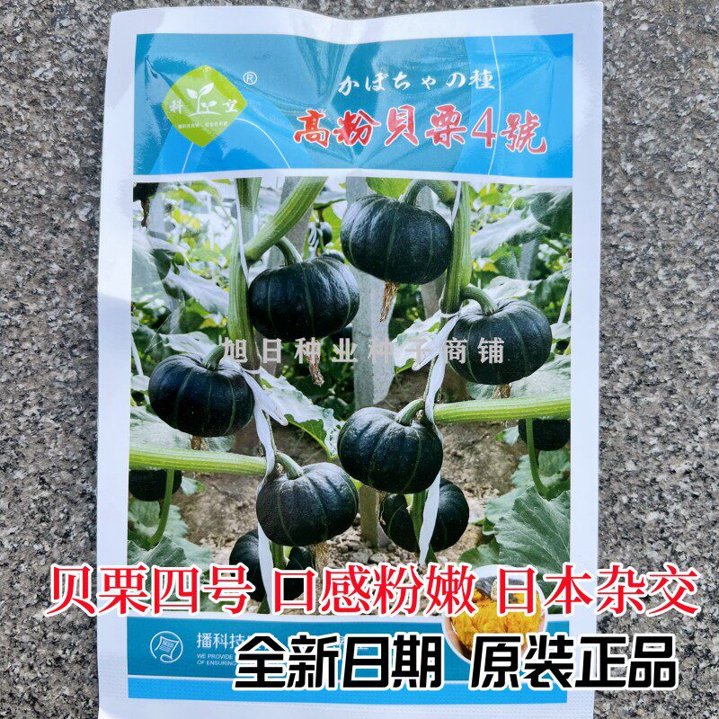 贝栗四号迷你贝贝南瓜种籽孑