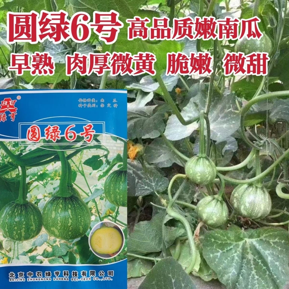 绿亨圆绿6号嫩南瓜种子早熟一串铃南瓜种籽春秋季高产小南瓜种孑图片