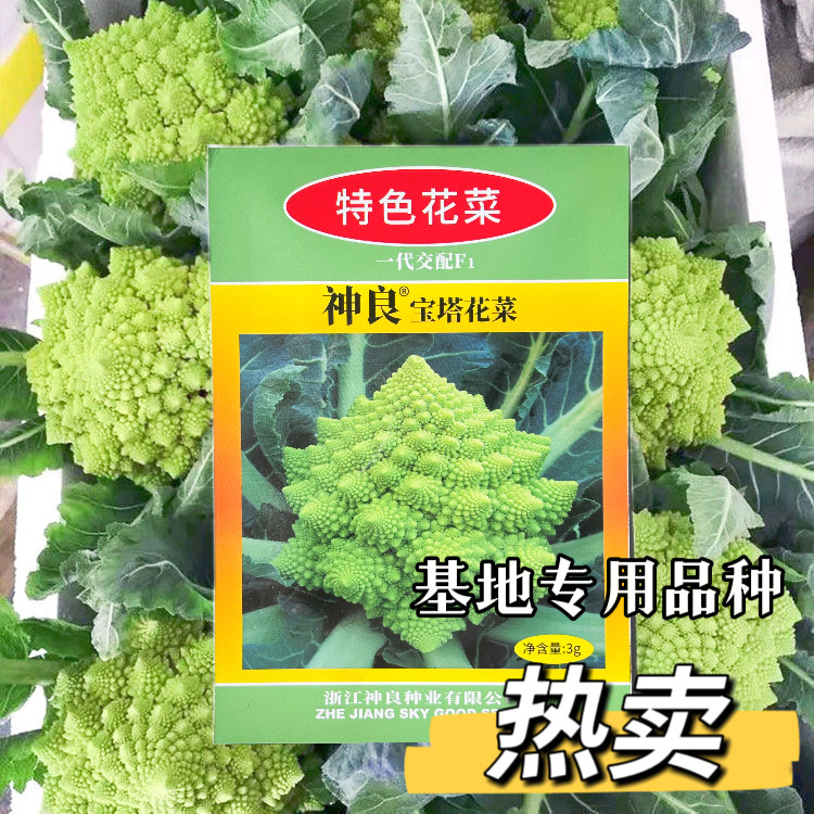 神良宝塔花椰菜种子绿菜花种籽耐寒抗病产量高松花菜网红吃播同款