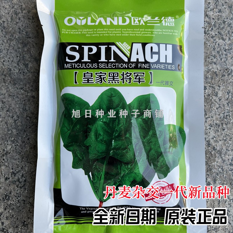 欧兰德皇家黑将军大圆叶菠菜种