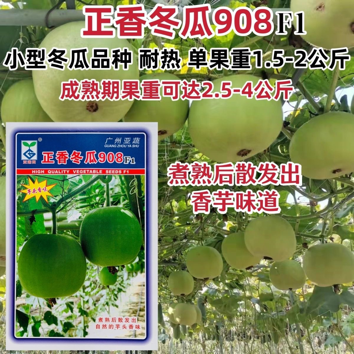 亚蔬香芋味冬瓜种子迷你耐热高产