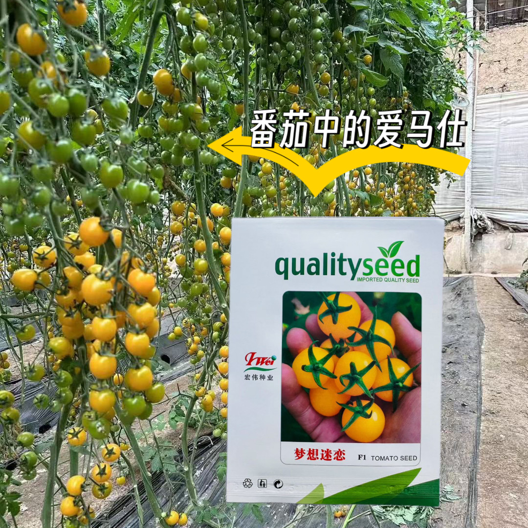 寿光樱桃番茄种子梦想迷恋番茄种子抗TY超甜黄色水果种籽小番茄