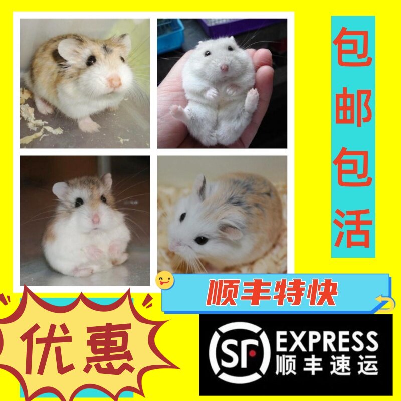 仓鼠活物健康包活老公公婆婆奶茶小动物可爱宠物用品活体萌宠