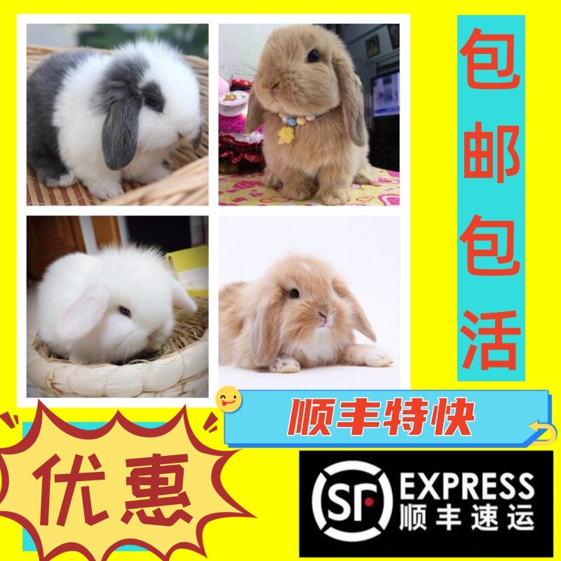侏儒兔活体长不大迷你小型海棠猫猫兔茶杯兔宿舍宠物兔垂耳兔包邮