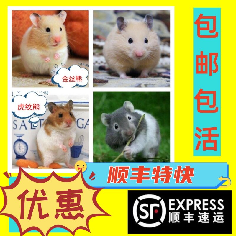 仓鼠活物宠物金丝熊虎纹熊