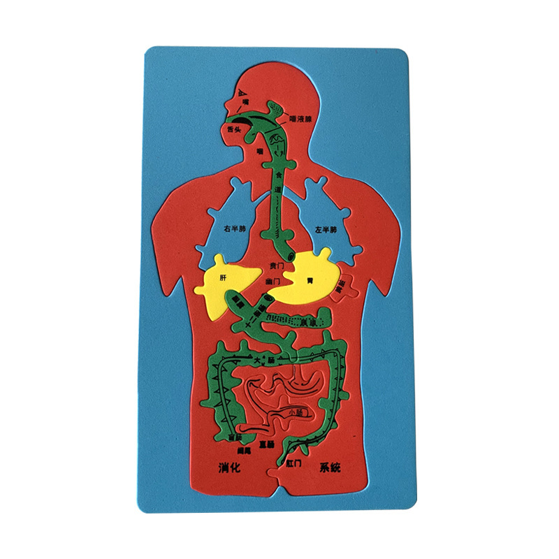 儿童益智科教玩具 人体消化系统内脏拼图eva模型动脑创意拼图