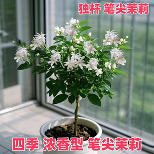 独杆笔尖茉莉单瓣茉莉花盆栽重瓣白茉莉室内植物花苗虎头茉莉好养