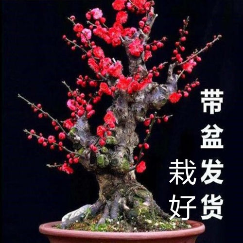 盆栽梅花盆栽阳台客厅朱砂梅