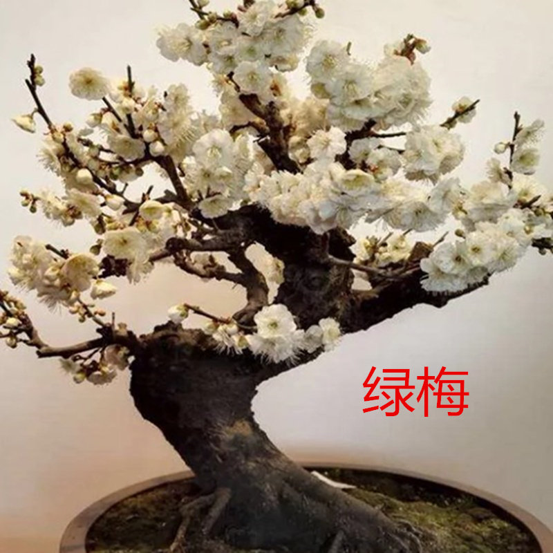 浓香型梅花盆栽老桩红梅腊梅绿梅白梅盆景花卉耐寒植物树苗阳台