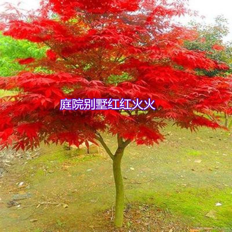 日本红枫三季树苗黄金枫中国红羽毛枫彩叶庭院别墅绿化苗耐寒植物 - 实物图