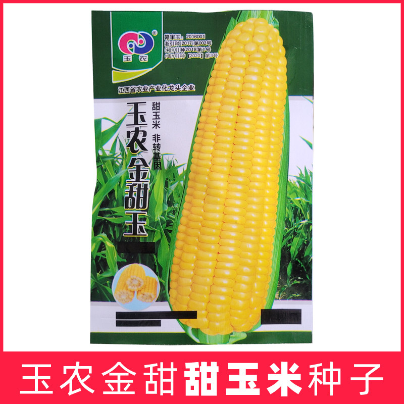 玉农金甜玉米种子鲜食生吃水果玉米多汁大棒高产鲜脆早熟种籽浙江