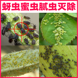 蚜虫杀虫剂腻虫花卉果树辣椒黄瓜豆角番茄油虫密虫蜜虫除打虫药剂