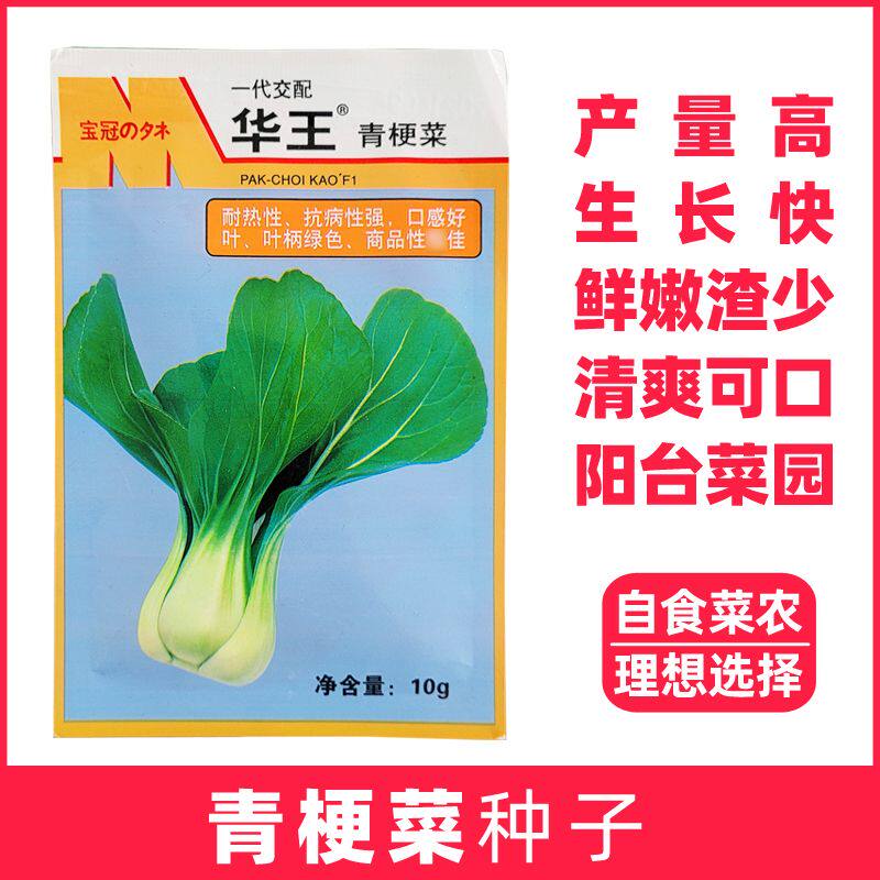华王青梗菜种子南方四季阳台盆栽