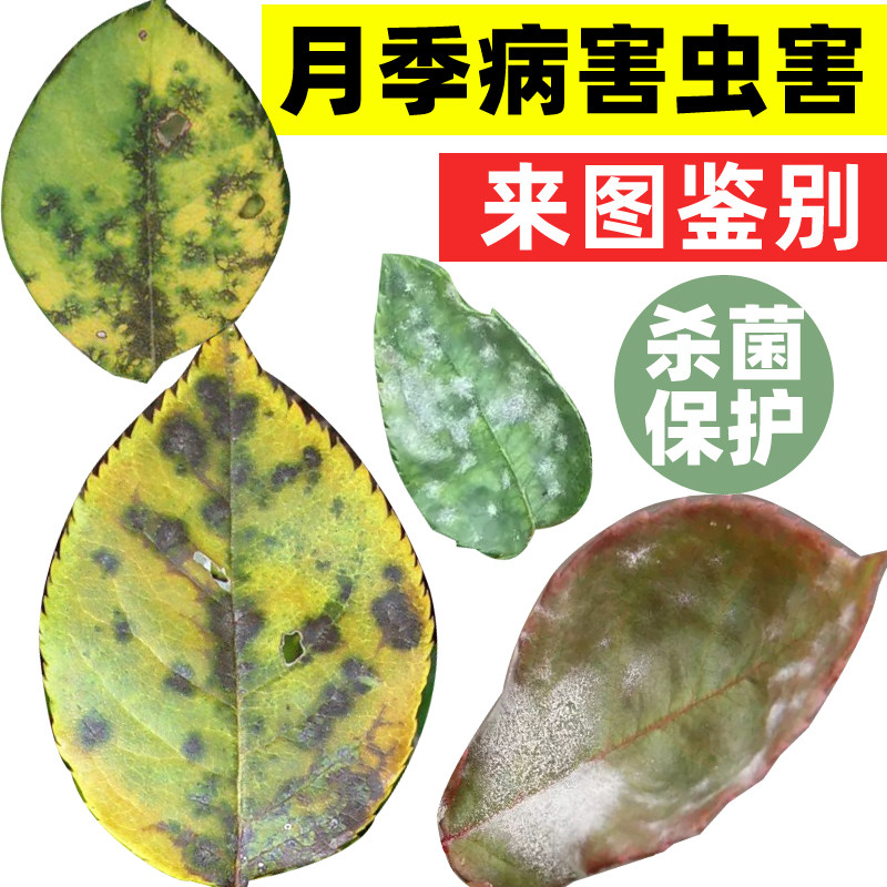 笨甲吡唑酯绣球月季玫瑰多肉蔬菜黑斑白粉病黄叶专用杀菌药剂农药