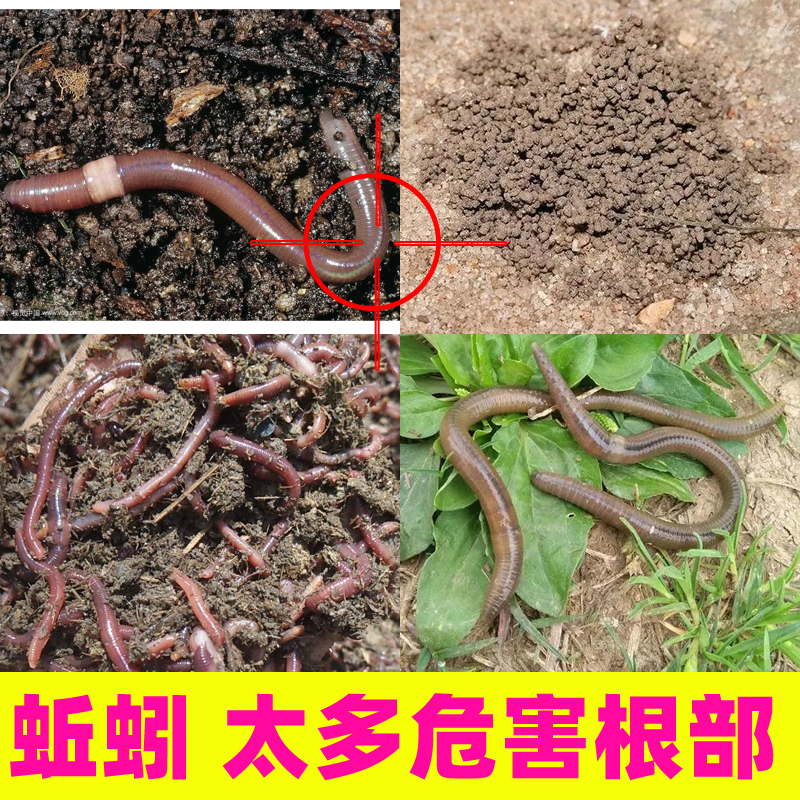 灭蚯蚓的药除蚯蚓杀专用药花盆土壤院子厕所卫生间厨房地下蚯蚓药