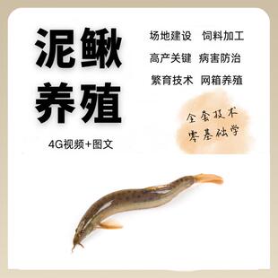 泥鳅养殖技术网箱池塘人工饲养方法视频教学病害防治苗种繁殖管理