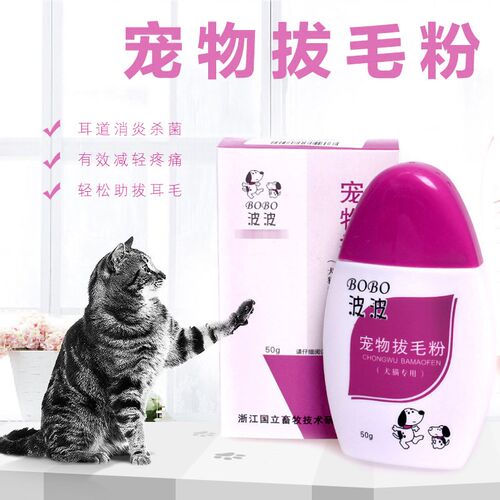 贵宾犬拔耳毛素材模板 贵宾犬拔耳毛图片下载 小麦优选