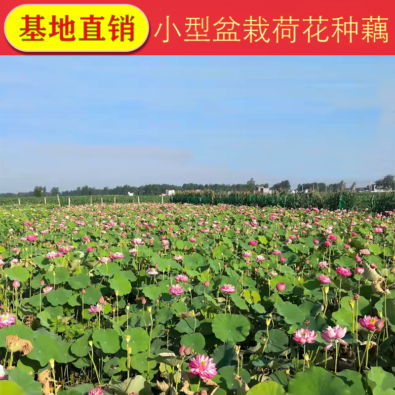 季开花莲藕苗大型观赏荷花种藕苗 莲藕种苗 盆栽荷花种根苗水培