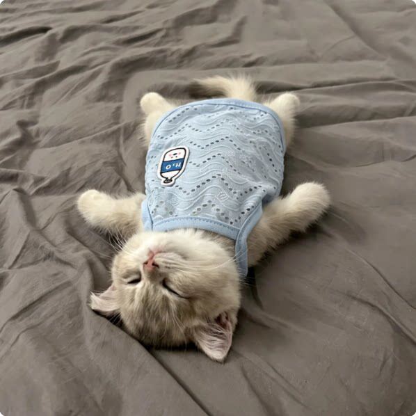 空调房护肚子！猫咪衣服防掉毛薄款夏天凉凉衣宠物德文猫吊带背心