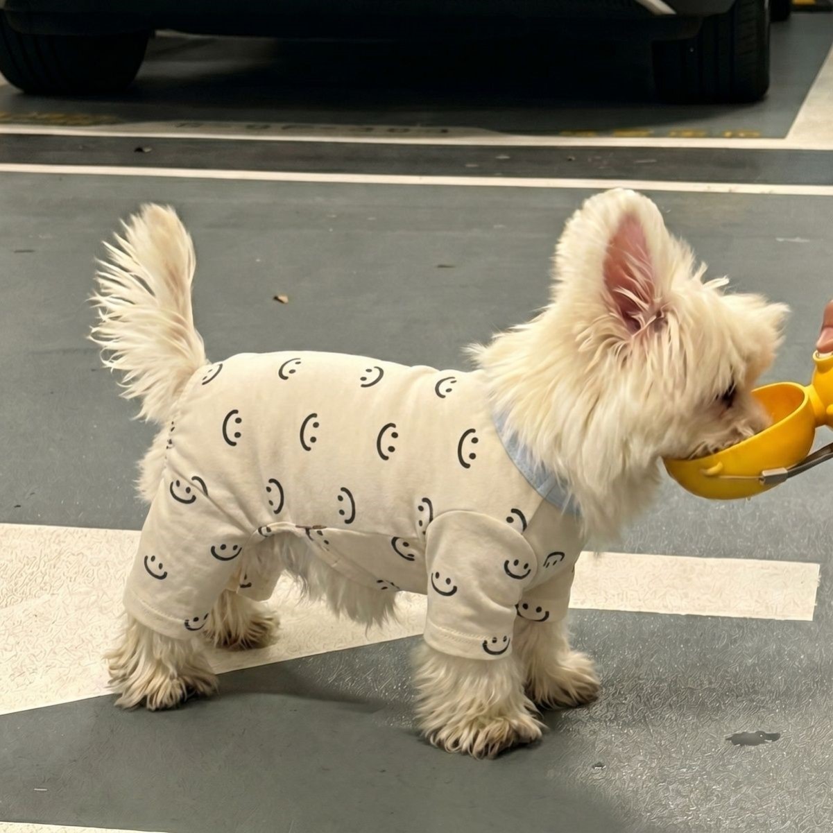 小狗睡衣洋气可爱卡通四脚包肚衣小型犬泰迪比熊雪纳瑞薄款打底衫