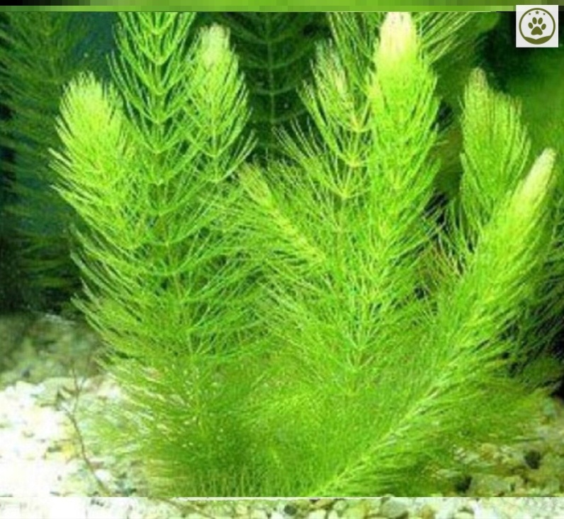 养金鱼的水草鱼缸用品水草植物活净水质盆栽盆大懒人水草鱼缸造景