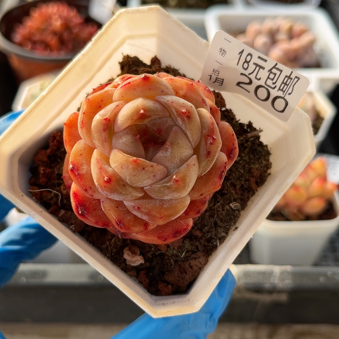 爱神7厘米的盆,鲜花速递/花卉仿真/绿植园艺,多肉植物,淘宝优惠券,粉丝福利购,淘宝优惠卷