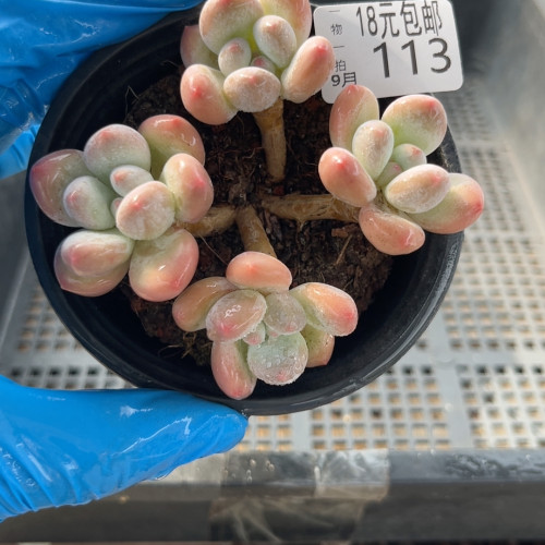 香水8厘米的盆