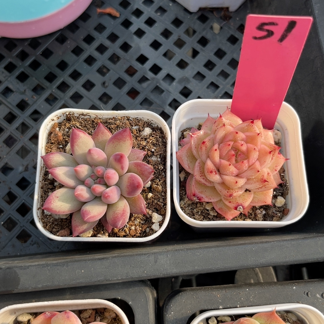 2盆5厘米的盆 金虞姬和麦秆,鲜花速递/花卉仿真/绿植园艺,多肉植物,淘宝优惠券,粉丝福利购,淘宝优惠卷