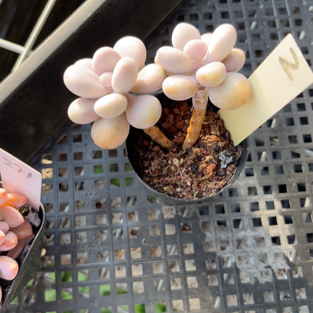 桃蛋6厘米的盆，脱土发货,鲜花速递/花卉仿真/绿植园艺,多肉植物,淘宝优惠券,粉丝福利购,淘宝优惠卷