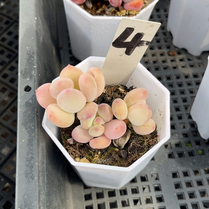 苹果奶7厘米的盆